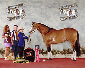 pinto world champion stallion