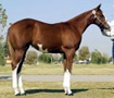 page imprinter foal