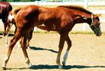 foal