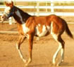 page imprinter foal