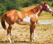 page imprinter foal