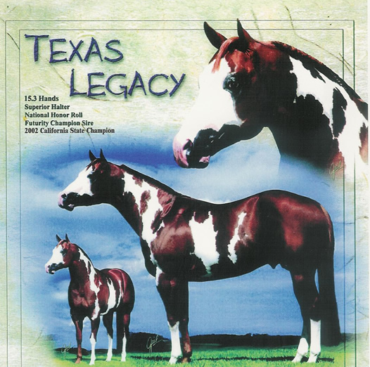 Texas Legacy apha stallion